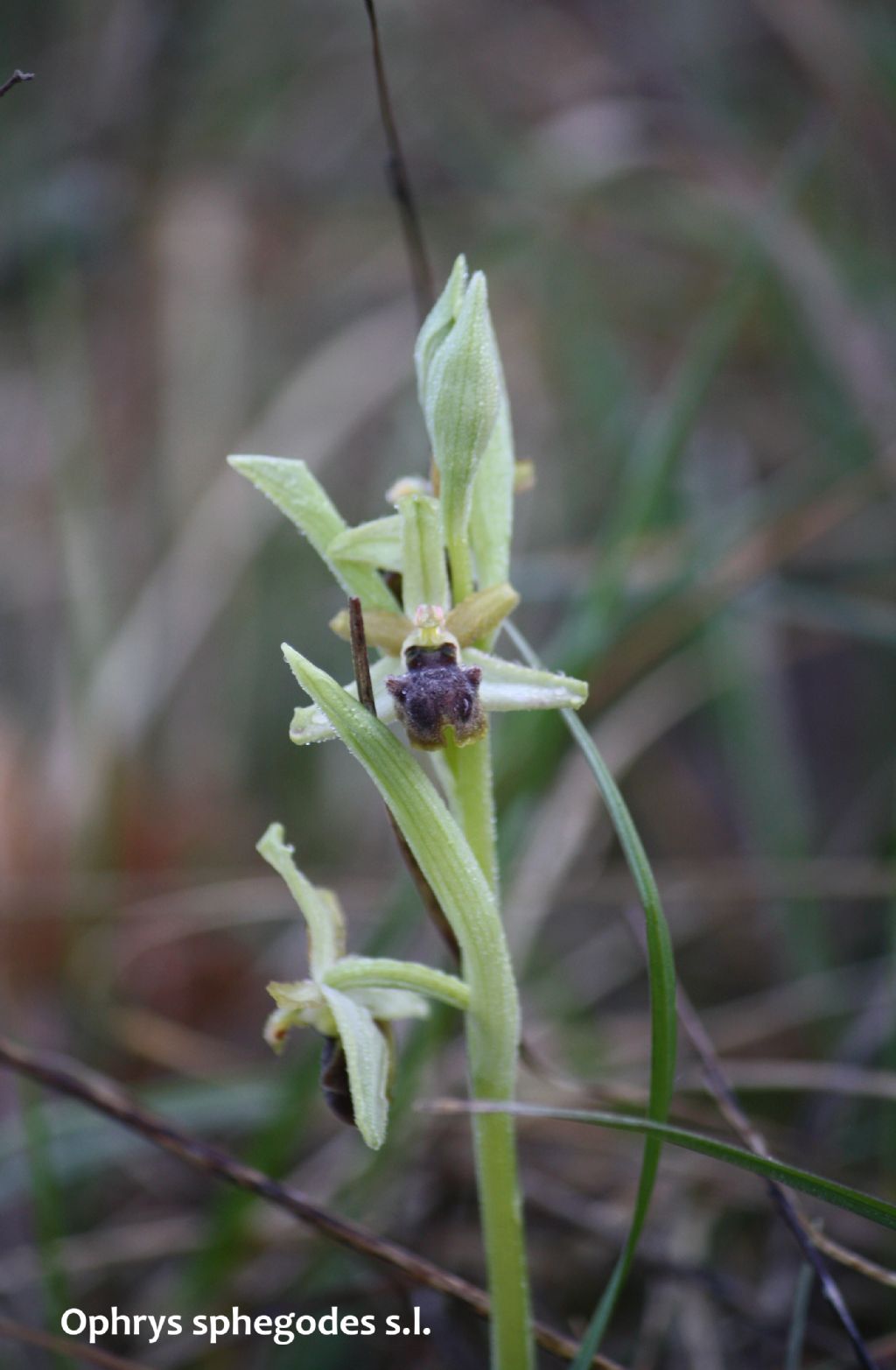 Ophrys minipassionis nell''Appennino Tosco-Emiliano